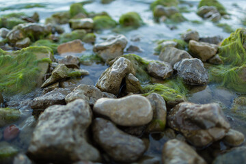 stones and green algae on the seashore