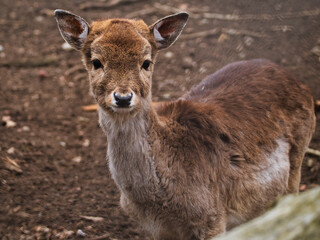Fototapeta premium OLYMPUS DIGITAL CAMERA