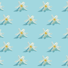 Creative summer floral pattern made of beautiful white lily flowers on pastel blue background with shadows. Nature concept. Idea for 8 March card