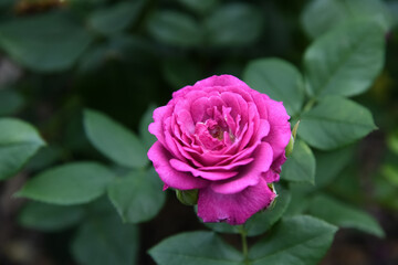 Beautiful Purple Rose