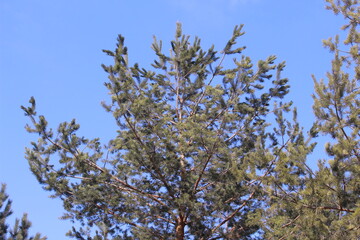 branches of a tree against blue sky