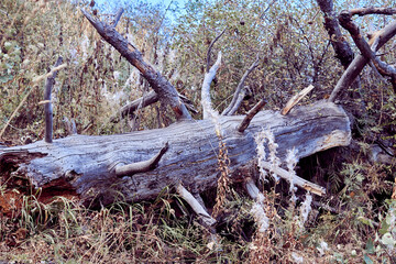 trunk of a dry tree with branches lying among grass