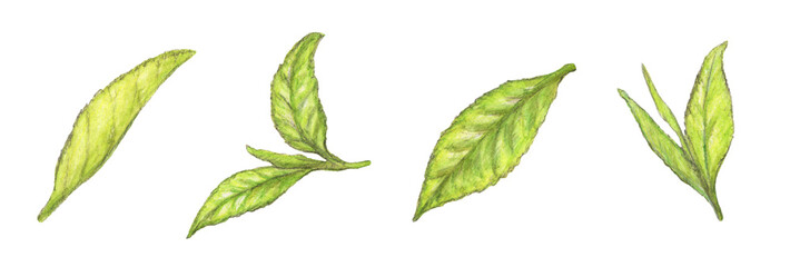 お茶の葉　茶葉　手描き