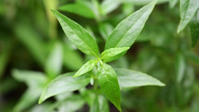 close up of hand usr scissor cutting andrographis paniculata leaves
