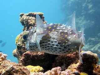 puffer fish