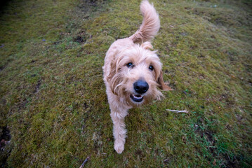 Hund, Mini Goldendoodle