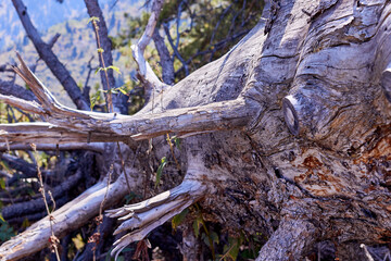 trunk of a dry tree with branches