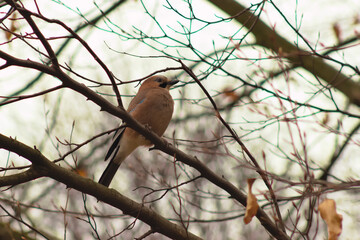 A jay sitting on a branch.