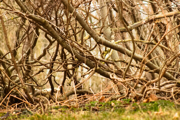 Autumn bush branches as a background.