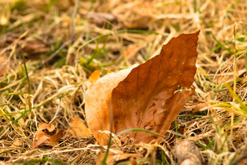 Autumnal brown dry leaf on the grass as a background.