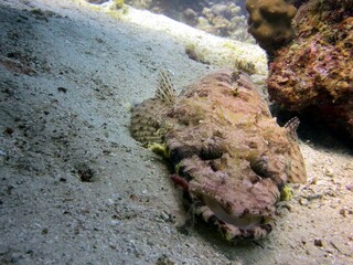 crocodile fish on the bottom of the red sea