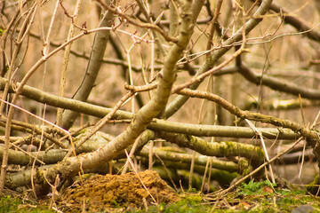 Autumn bush branches as a background.