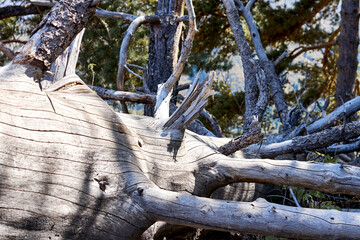 trunk of a dry tree with branches