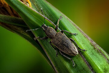 the beetle is sitting on a plant