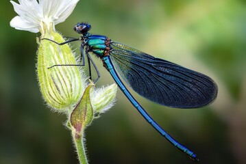 blue dragonfly on a green leaf
