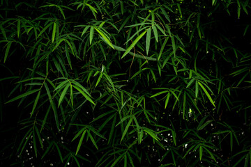 Green Bamboo Leaves