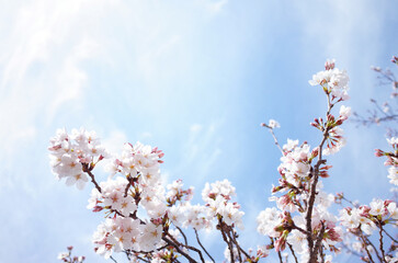 満開の桜と青空