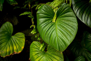 Fototapeta na wymiar Green Tropical Leaves