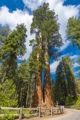 Foto op Plexiglas Giant Sequoia tree © Fyle