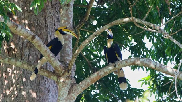 Both perched on the branch opposite to each other as they talk about their future family, Great Hornbill Buceros bicornis, Khao Yai National Park, Thailand.