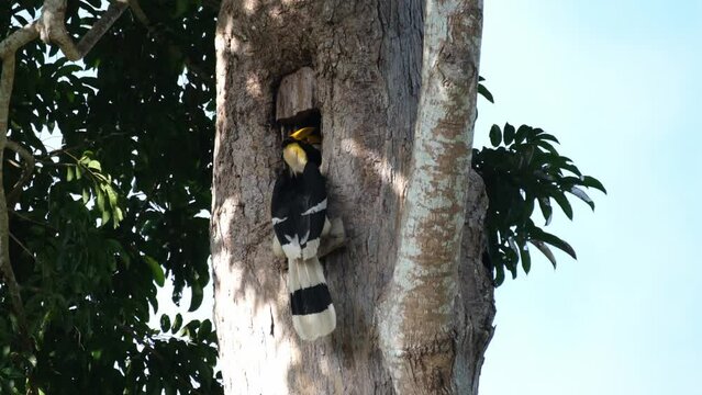 Head buried deep into the burrow while tending the female inside their nest, Great Pied Hornbill Buceros bicornis, Khao Yai National Park, Thailand.