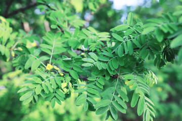 Spring nature background. Forest landscape. Green trees and grass on a spring morning.