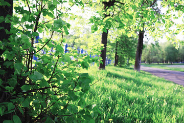 Spring nature background. Forest landscape. Green trees and grass on a spring morning.