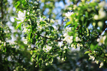 Fototapeta na wymiar White flowers on a green bush. Spring cherry apple blossom. The white rose is blooming.