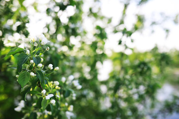White flowers on a green bush. Spring cherry apple blossom. The white rose is blooming.