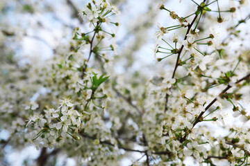 White flowers on a green bush. Spring cherry apple blossom. The white rose is blooming.