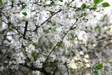 White flowers on a green bush. Spring cherry apple blossom. The white rose is blooming.
