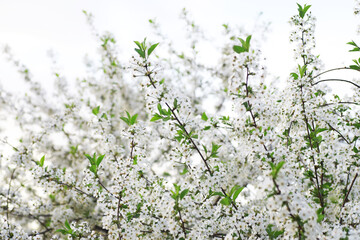 White flowers on a green bush. Spring cherry apple blossom. The white rose is blooming.