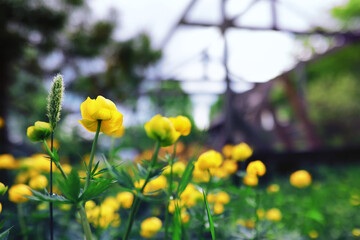 Plants and flowers macro. Detail of petals and leaves at sunset. Natural nature background.