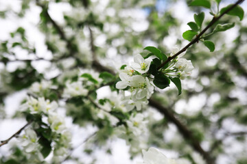 White flowers on a green bush. Spring cherry apple blossom. The white rose is blooming.