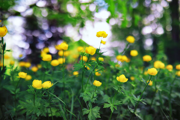 Plants and flowers macro. Detail of petals and leaves at sunset. Natural nature background.
