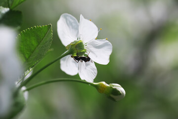 White flowers on a green bush. Spring cherry apple blossom. The white rose is blooming.