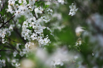 White flowers on a green bush. Spring cherry apple blossom. The white rose is blooming.