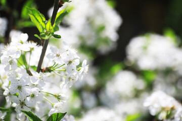 White flowers on a green bush. Spring cherry apple blossom. The white rose is blooming.