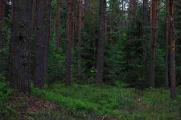 Obraz premium Fir branches with cones. Pinery. Trees in the forest. Glare of the sun.