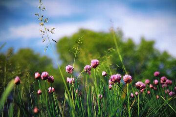 Plants and flowers macro. Detail of petals and leaves at sunset. Natural nature background.