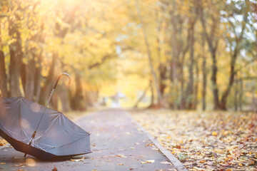 Autumn background in the park