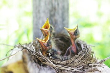 Bird's nest with bird in early summer. Eggs and chicks of a small bird. Starling. Feeds the chicks.