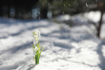 The first spring flower. Snowdrop in the forest. Spring sunny day in the forest.
