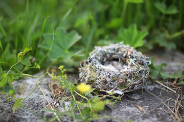 Empty bird's nest, with soft fluffy feathers. Concept of a warm comfortable home