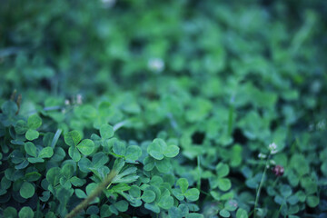 Green grass background. Four leaf clover symbol of St. Patrick's Day.