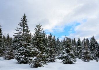 Fototapeta na wymiar A view of a beautiful winter forest