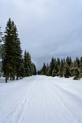 Fototapeta na wymiar View of the trail through the winter forest