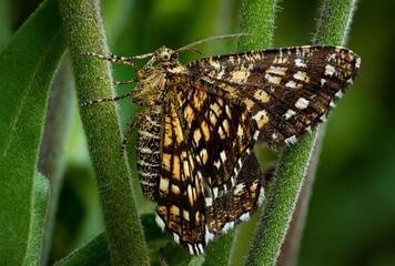 butterfly on leaf