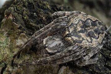 a spider is sitting on a plant