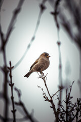 Sparrow